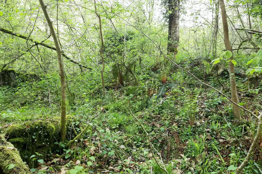 Green undergrowth of the forest surrounding the place