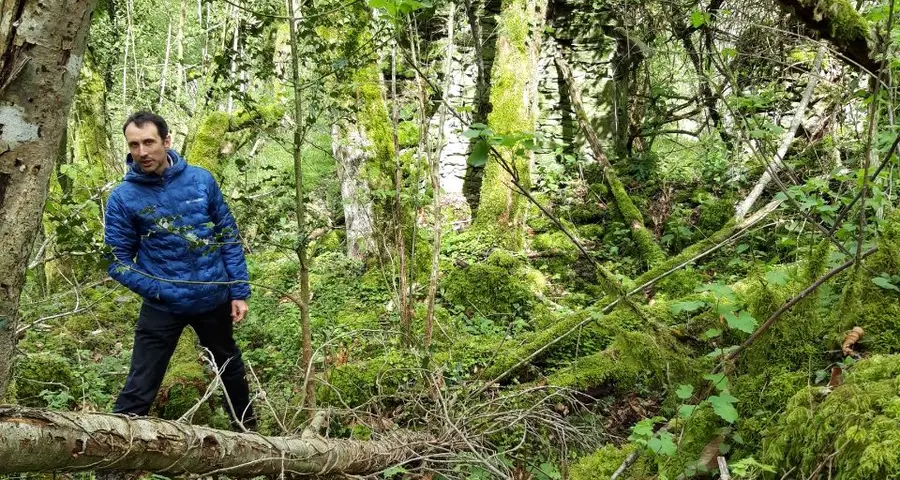 A man walking through a forest of moss, ferns and fallen trees