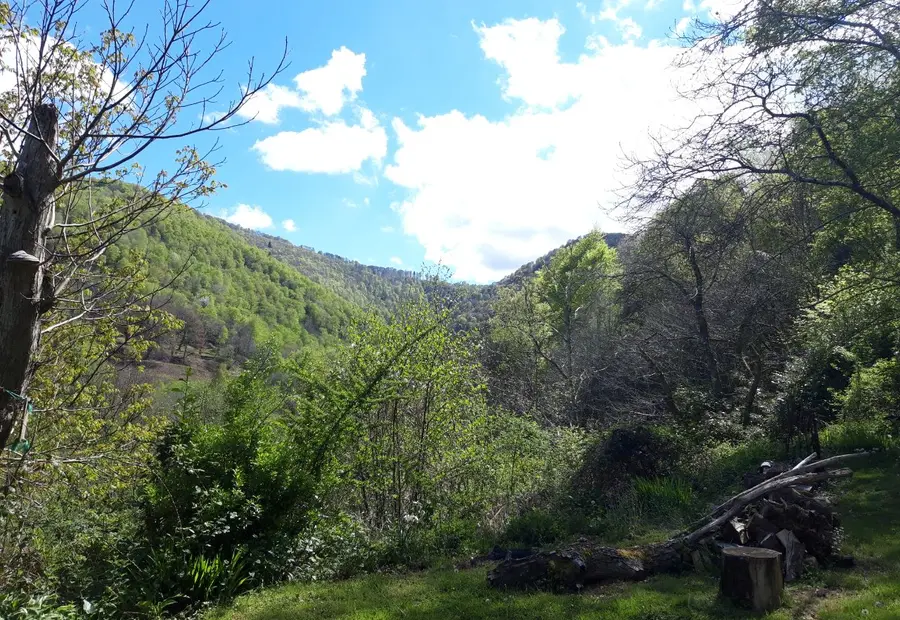 The wooded valley around the place, on a spring day